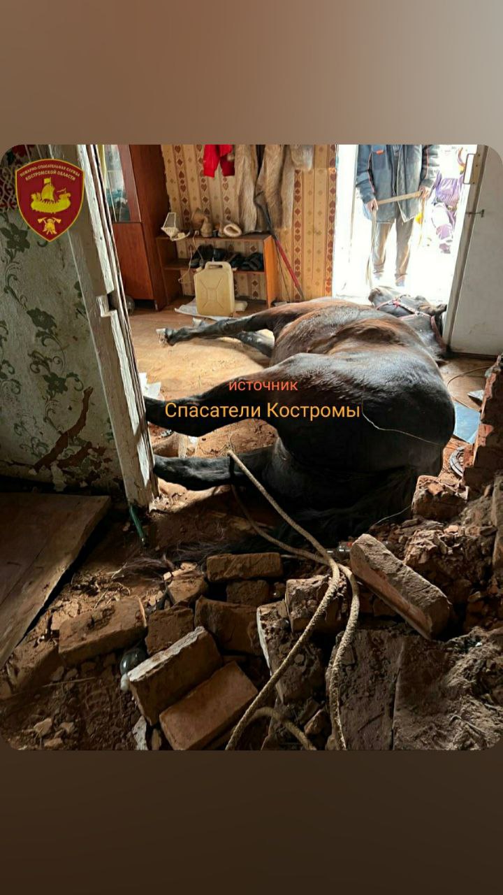 Костромские спасатели вызволили лошадь из заброшенного погреба