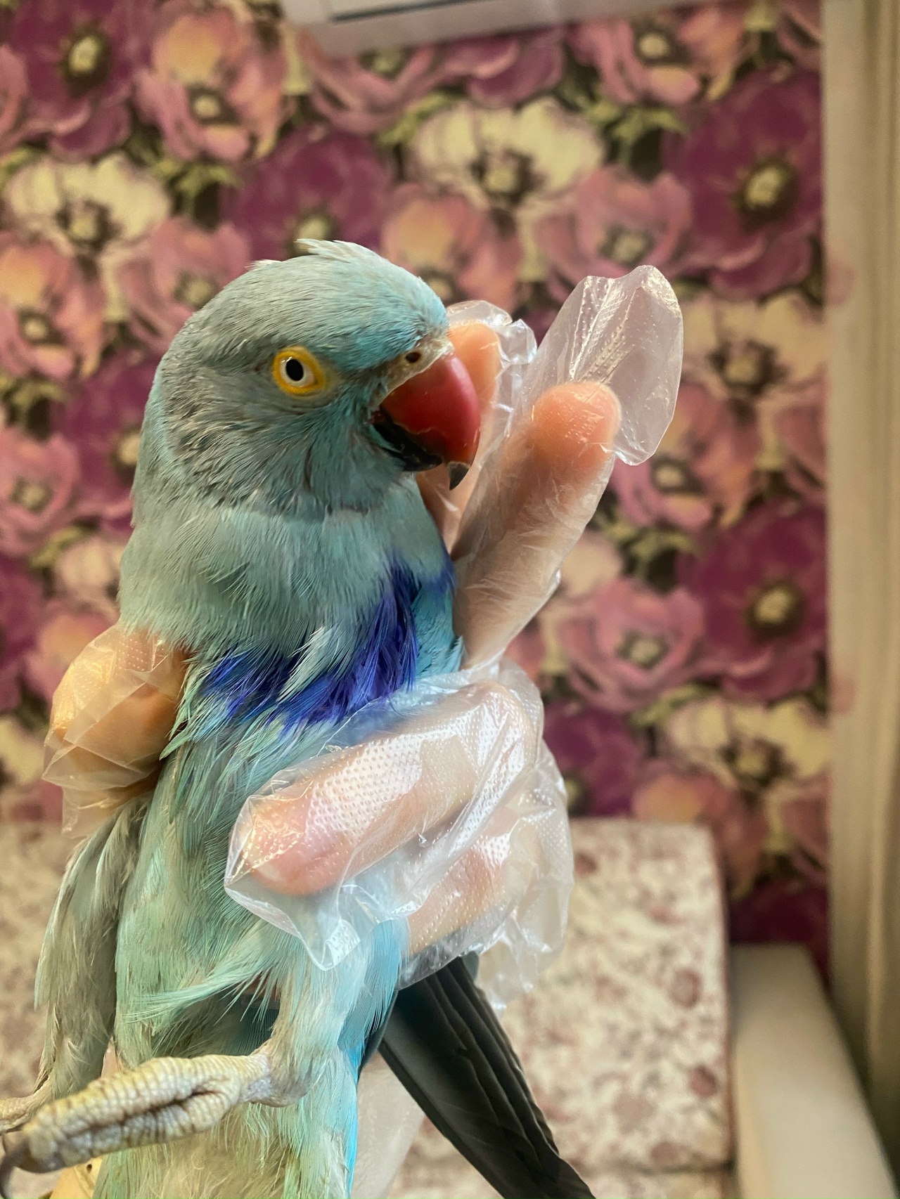 Беглого костромского попугая заразили смертельными инфекциями дворовые птицы