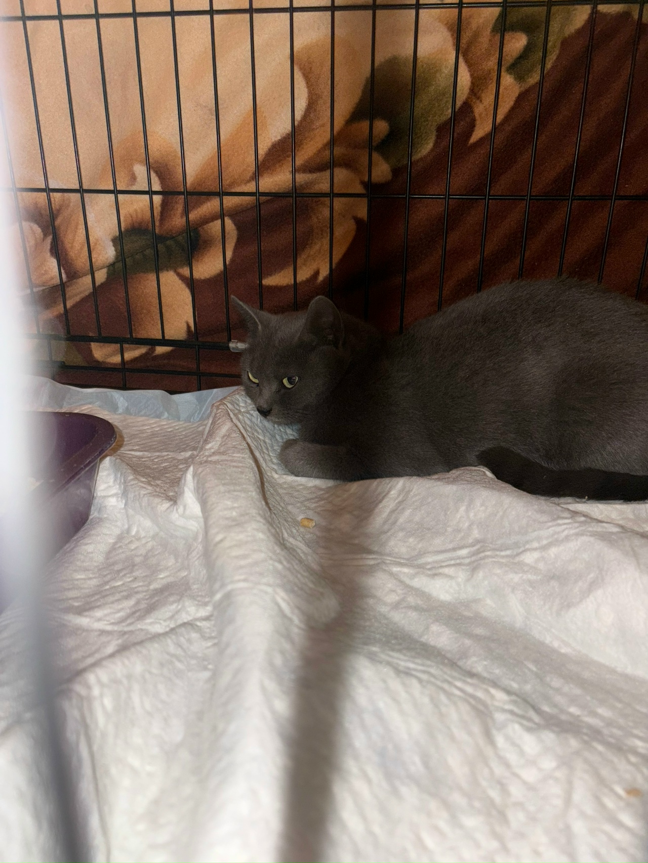 В Костроме для вызволения залезшей под тумбу кошки пришлось вызывать спасателей