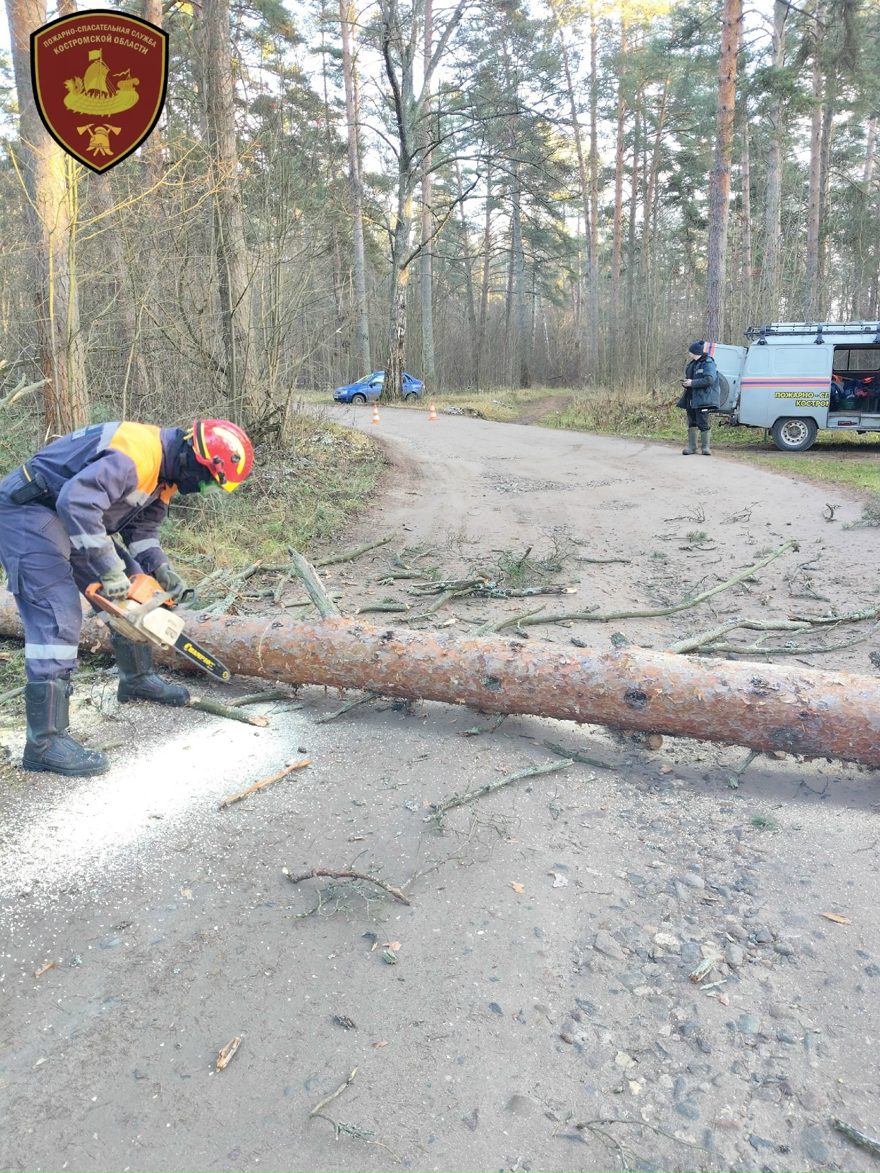 Под Костромой из-за сильного ветра рухнула и перегородила дорогу сосна