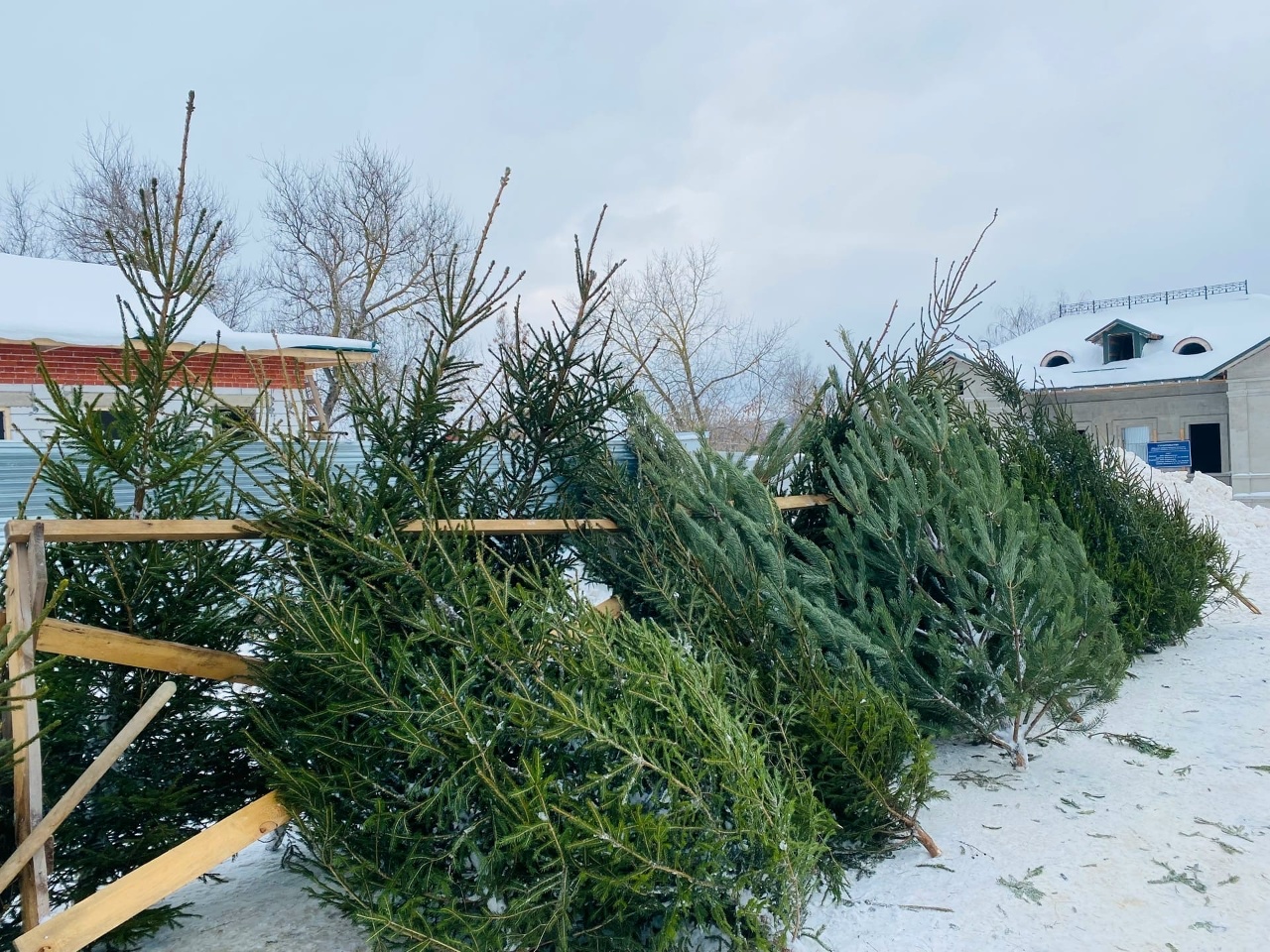 В Костроме официально заработали ярмарки по продаже новогодних елей