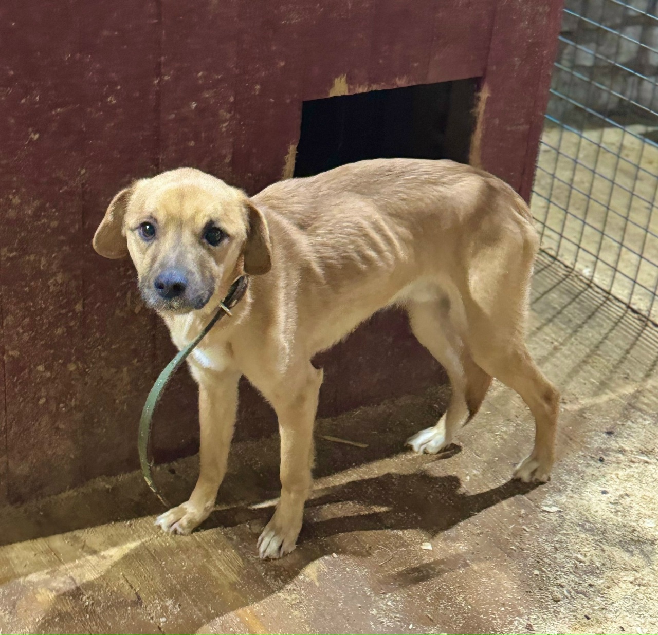 «Косточки можно пересчитать»: в приюте «Право на жизнь» рассказали о состоянии спасенных из «заточения» щенков