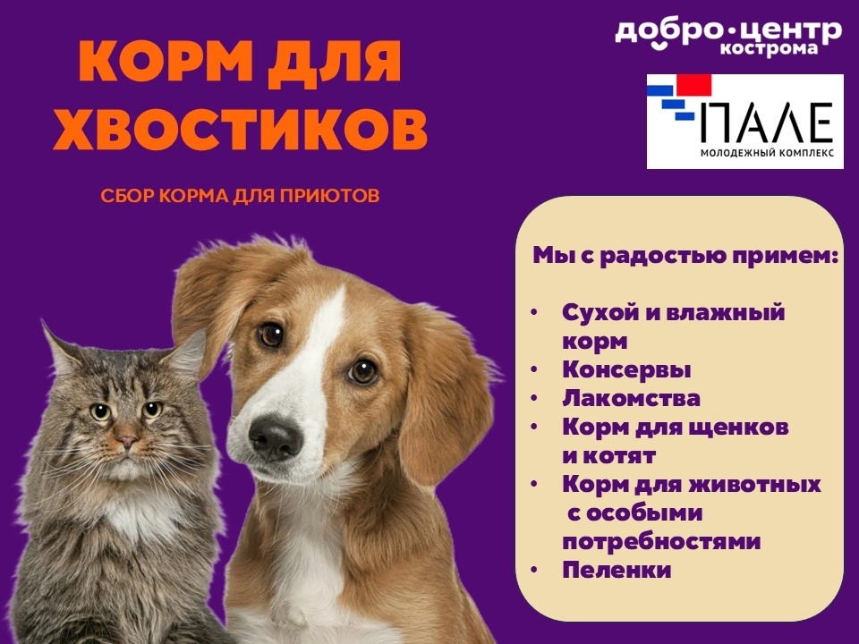 Всего 20 килограммов кормов за две недели принесли костромичи бездомным животным