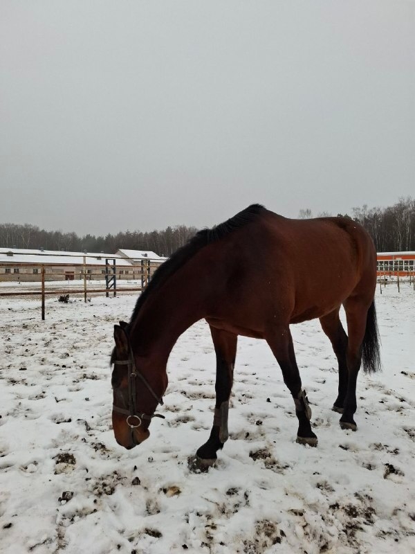 Костромскому ипподрому подарили коня Грандвиля