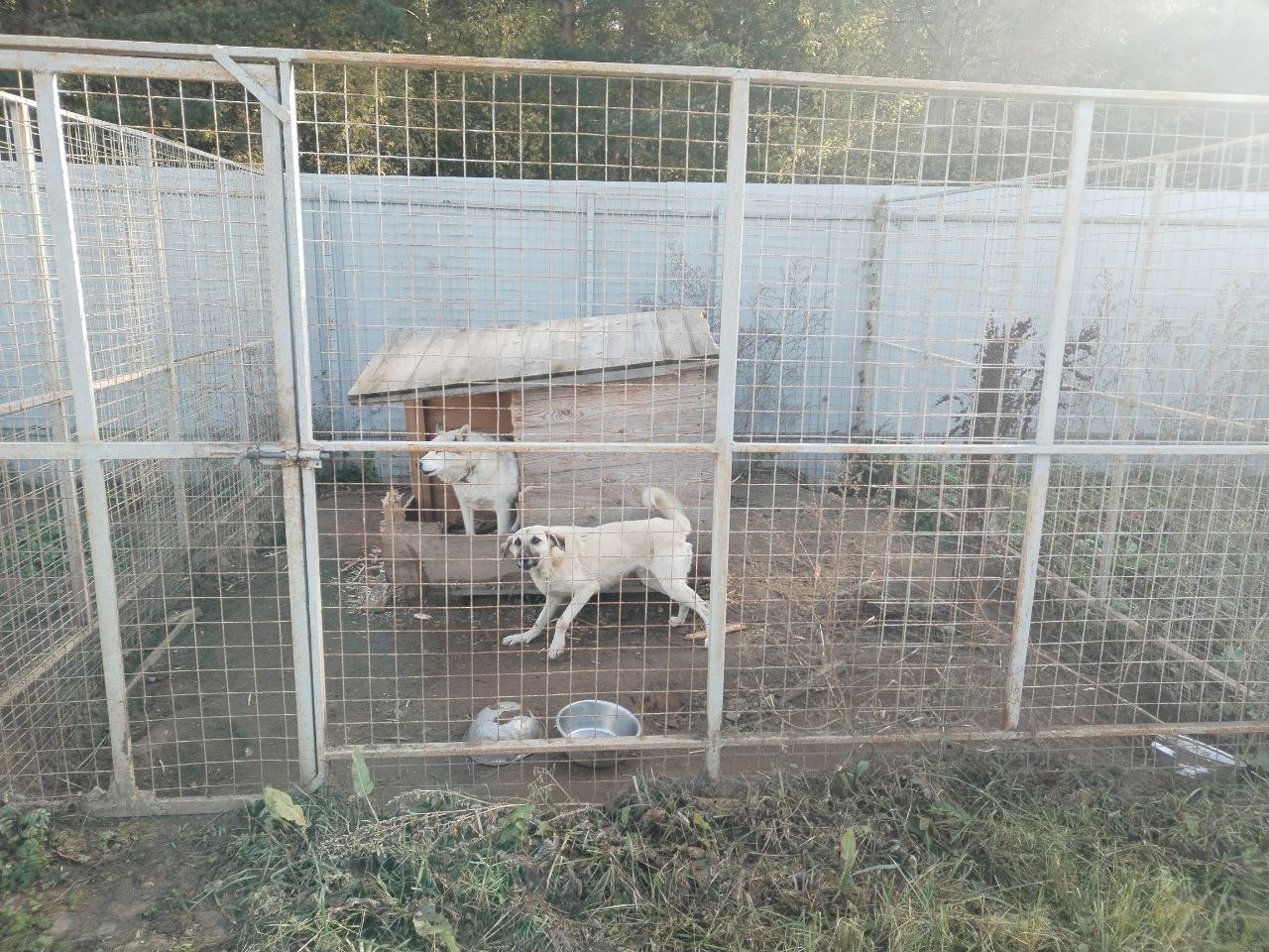 «Центр передержки животных» в Костроме оштрафовали за использование просроченных ветпрепаратов