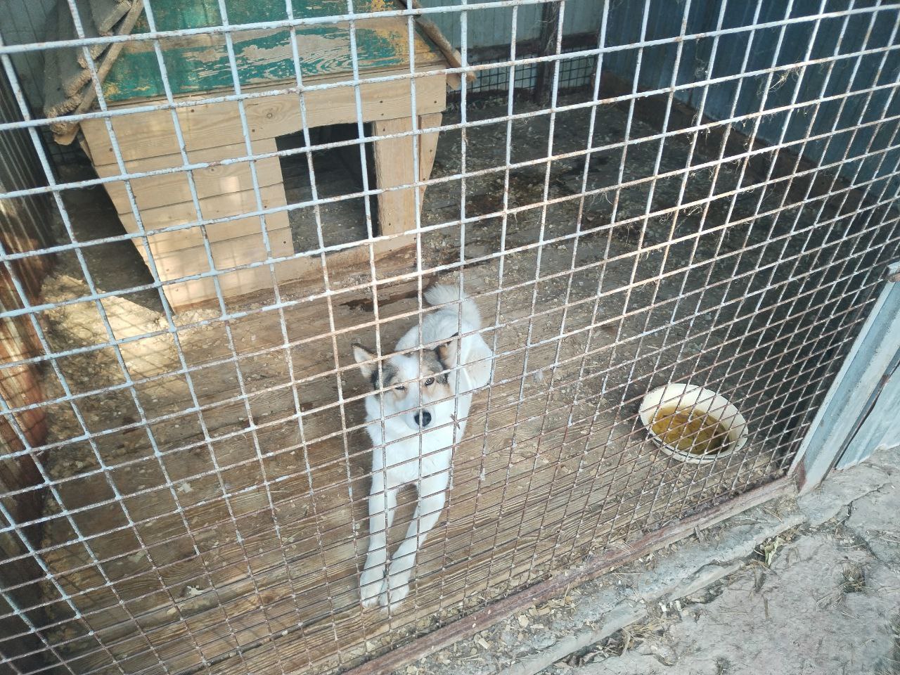 «Центр передержки животных» в Костроме оштрафовали за использование просроченных ветпрепаратов