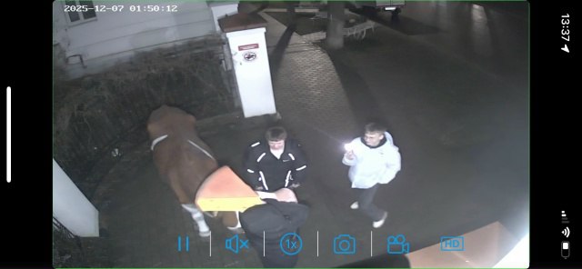 Покалечивший корову Марусю костромской студент хранил ее сыр в качестве трофея