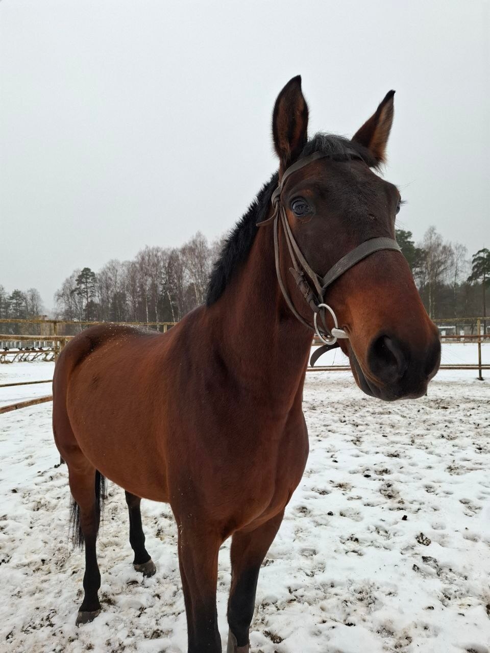 Костромскому ипподрому подарили коня Грандвиля