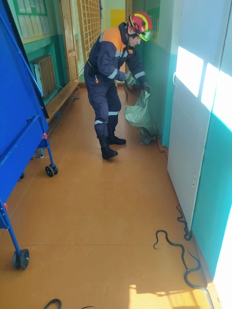 В Костромской области змеи оккупировали административное здание