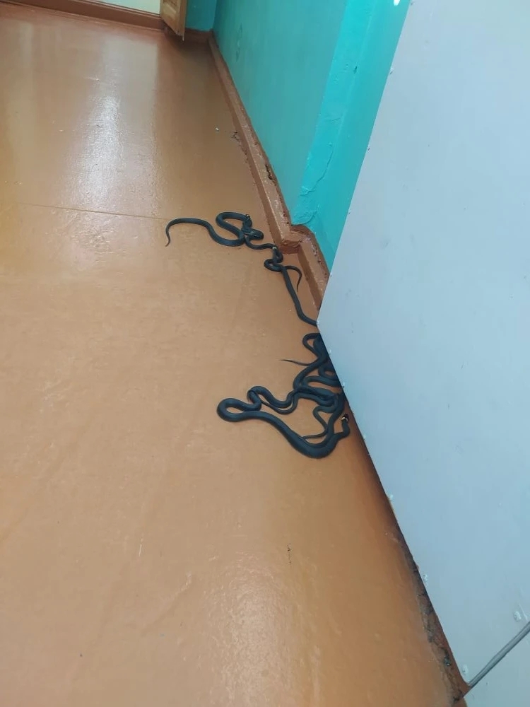 В Костромской области змеи оккупировали административное здание