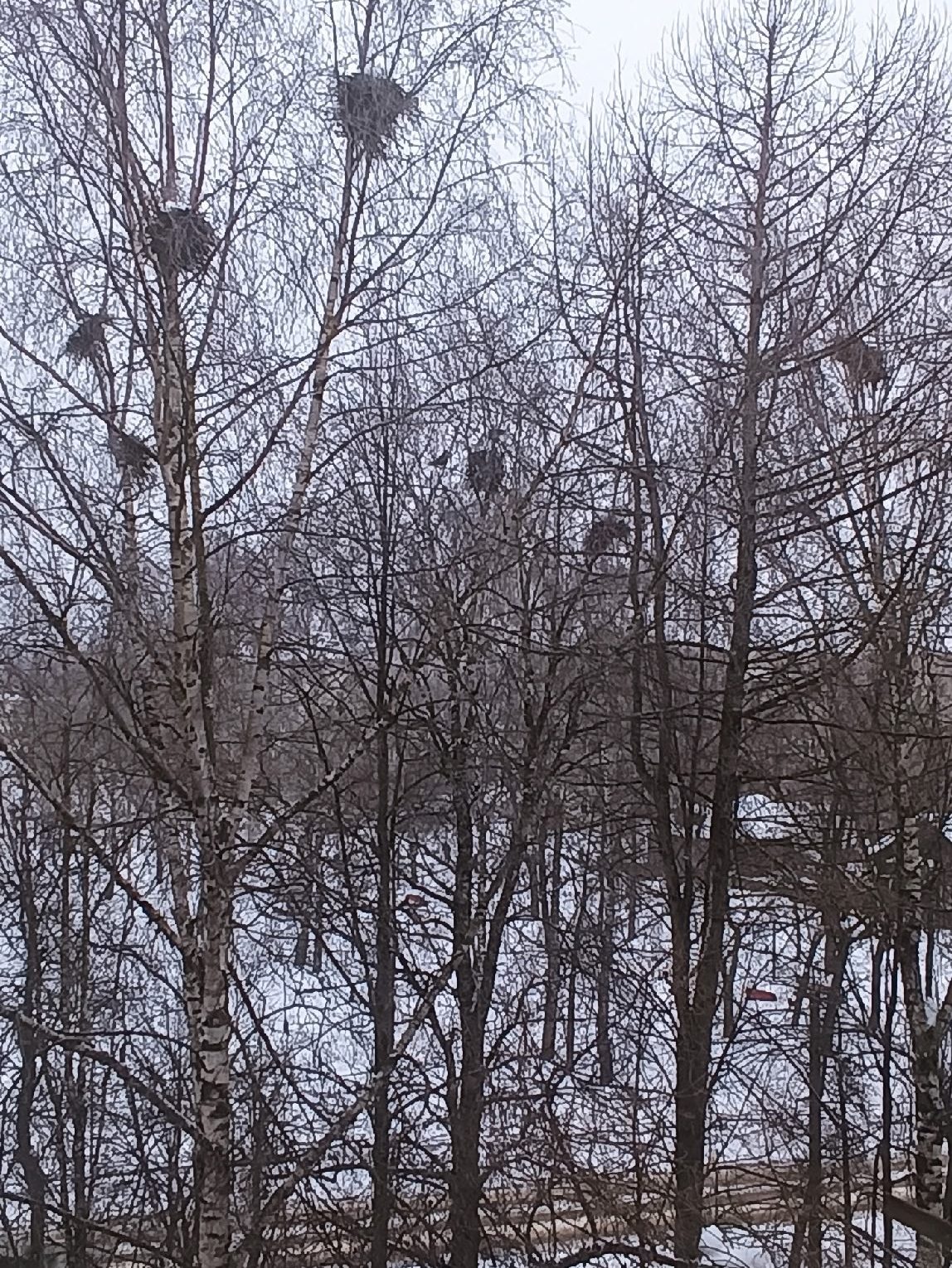 В Костромскую область прилетели черные вестники весны