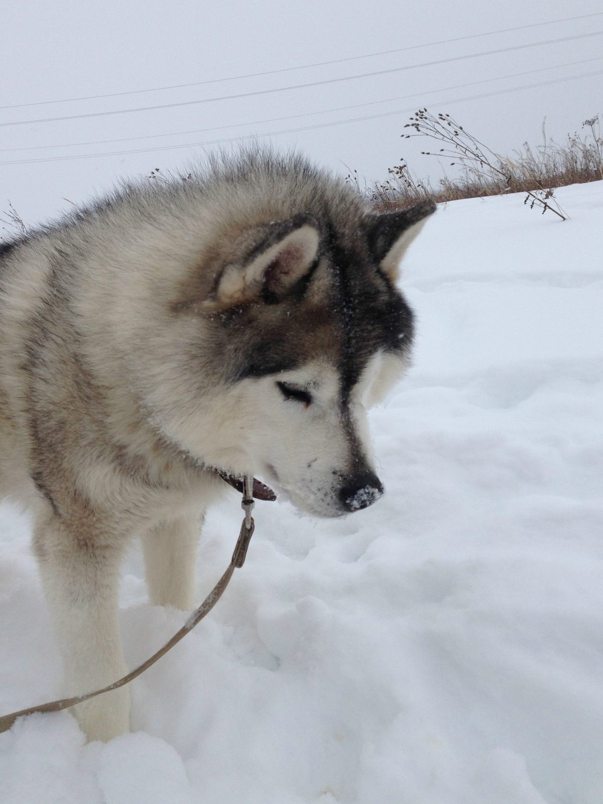 В костромском приюте из-за пожара погиб всеобщий любимец хаски Самурай
