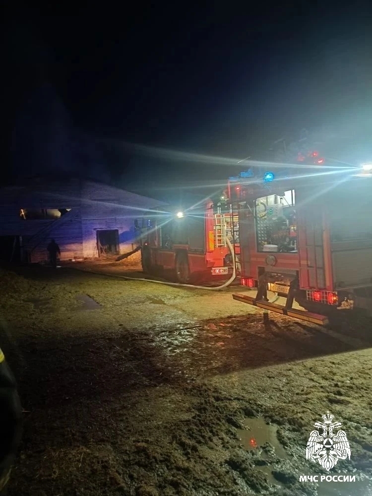 В костромском поселке из горящего хлева вывели 160 телят