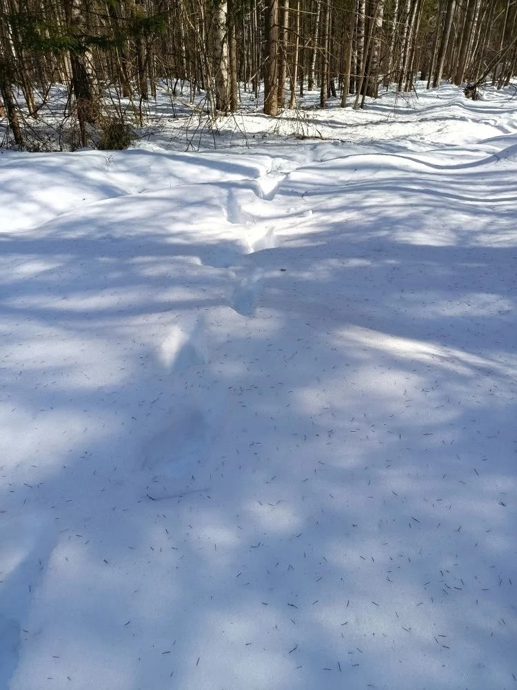 В Костромской области проснулись медведи