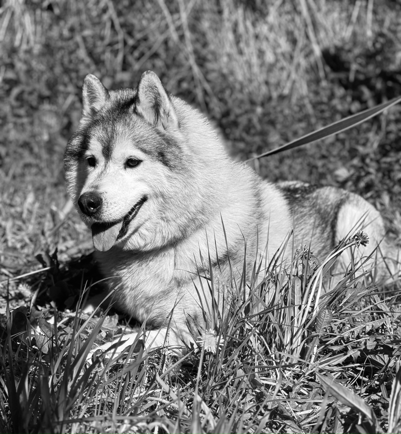 В костромском приюте из-за пожара погиб всеобщий любимец хаски Самурай