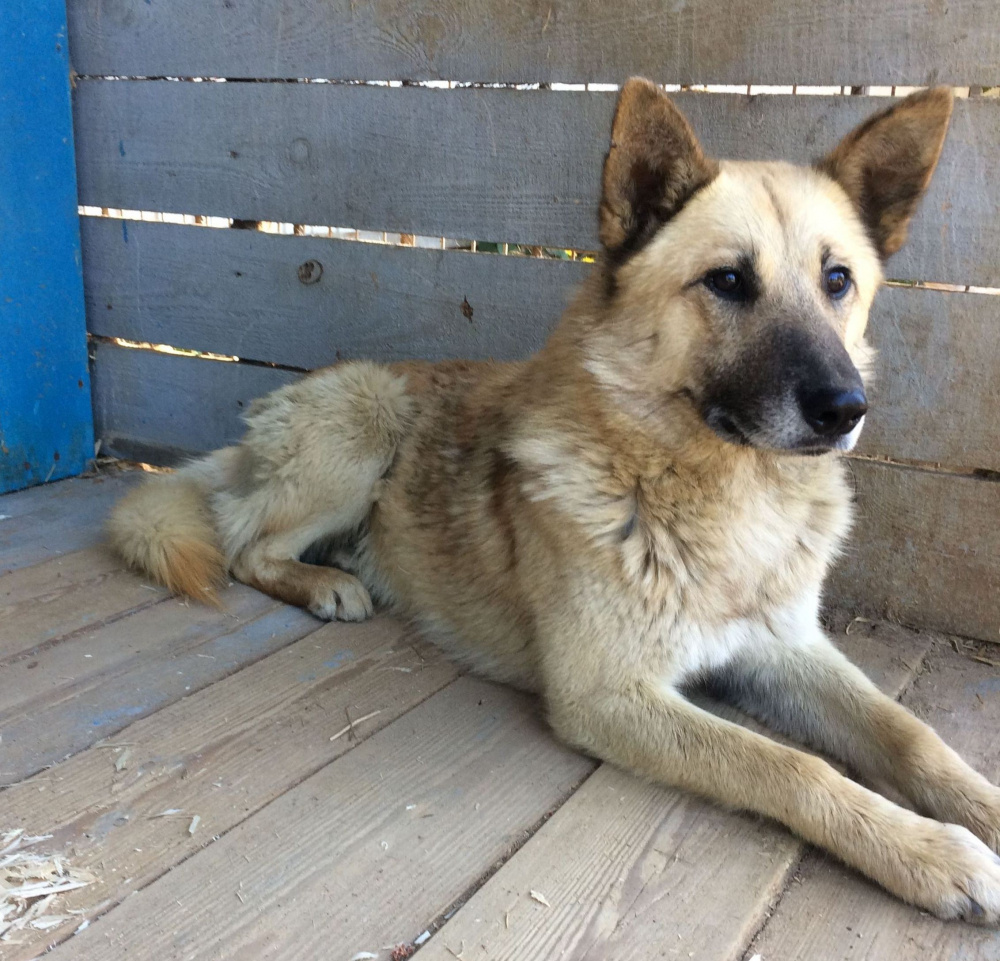 В Костроме запустили онлайн-сервис для жалоб на бродячих собак и кошек