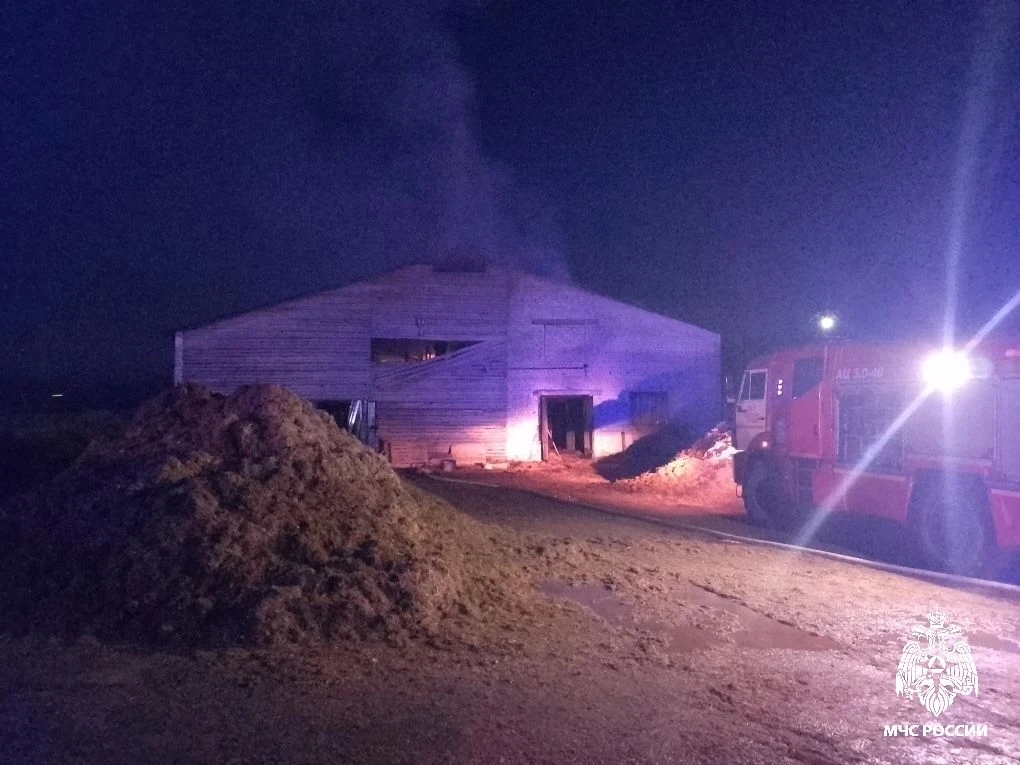 В костромском поселке из горящего хлева вывели 160 телят