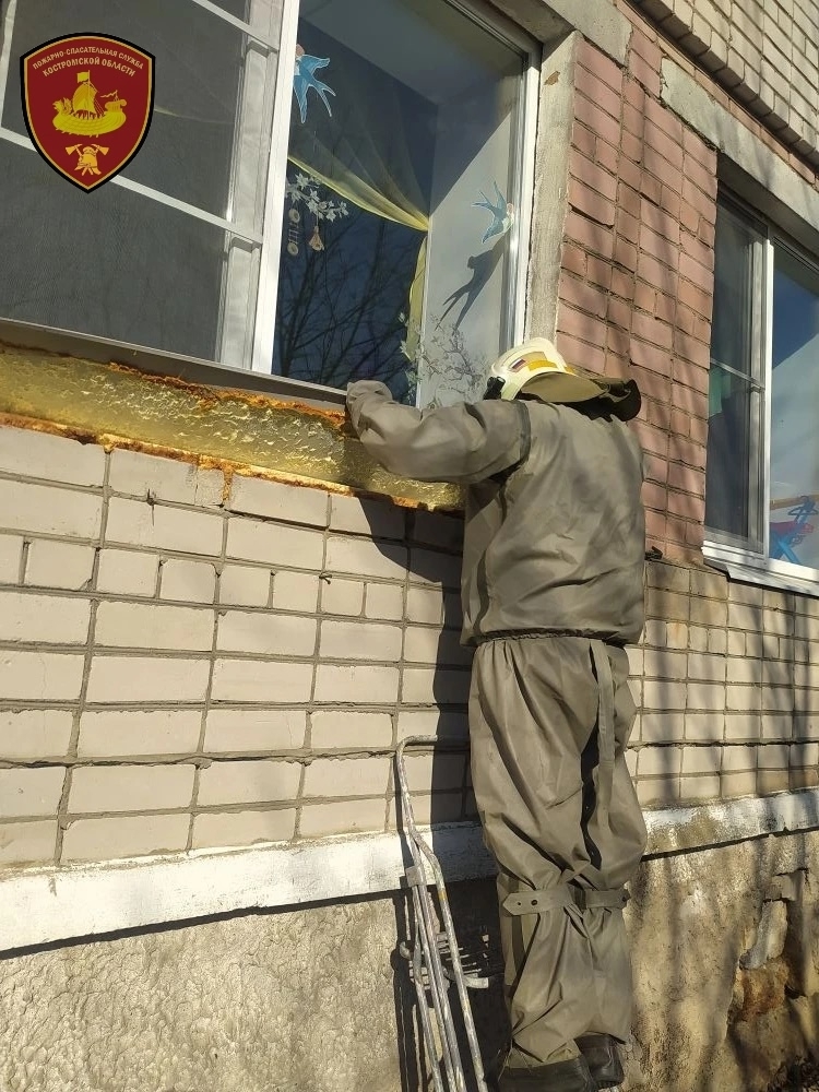 Под окнами костромского детского сада выросло огромное осиное гнездо