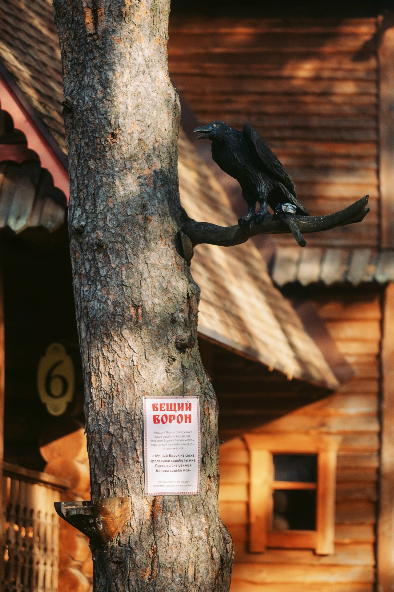 В костромской Бернедевке поселился ворон с экстрасенсорными способностями