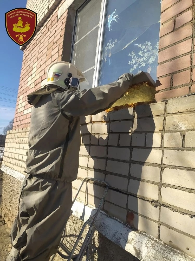 Под окнами костромского детского сада выросло огромное осиное гнездо