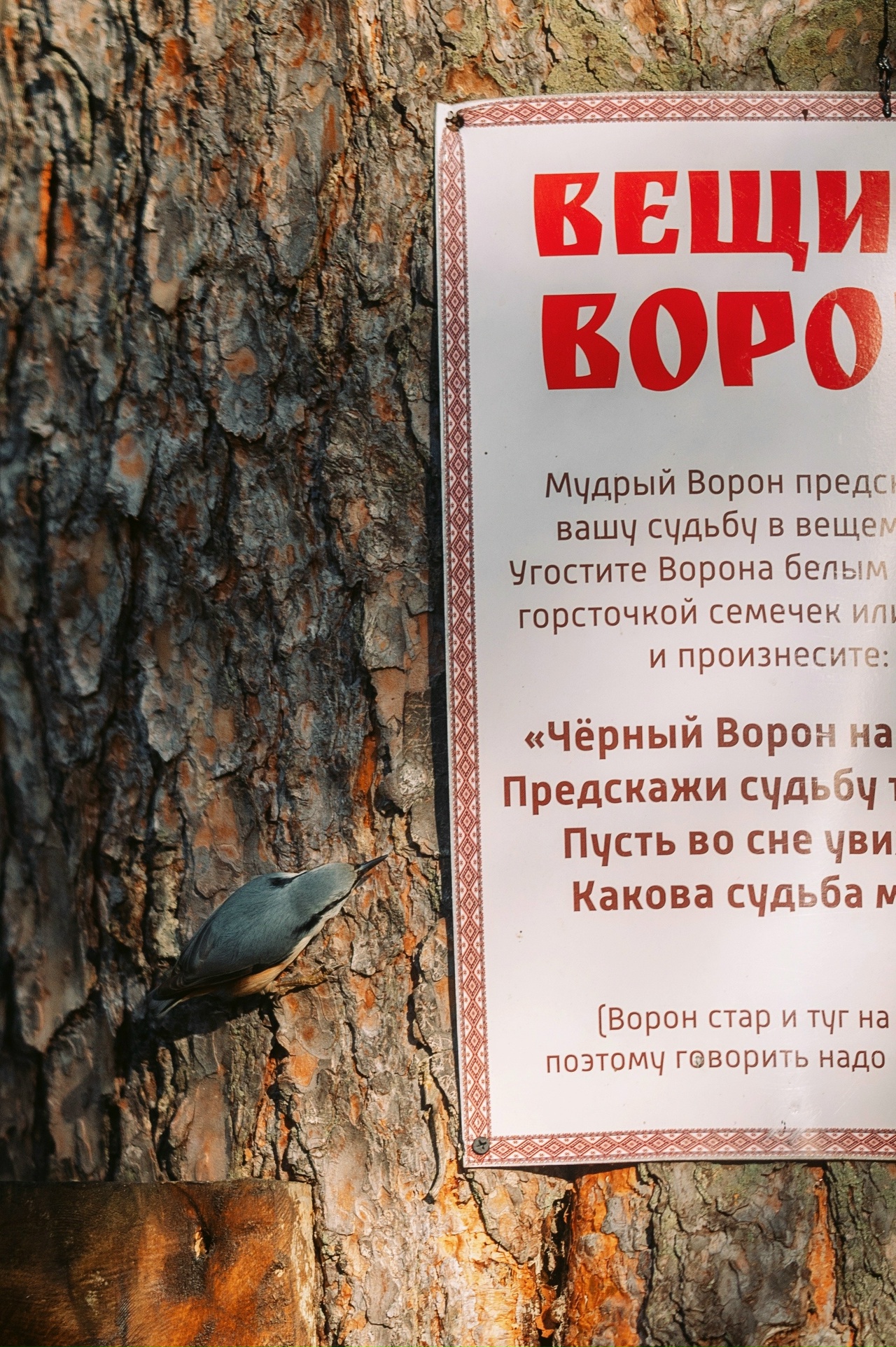 В костромской Бернедевке поселился ворон с экстрасенсорными способностями