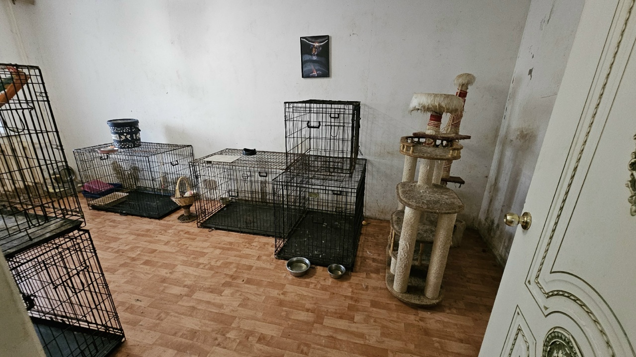 В Костроме ликвидировали кошачий «концлагерь» на 59 живых душ