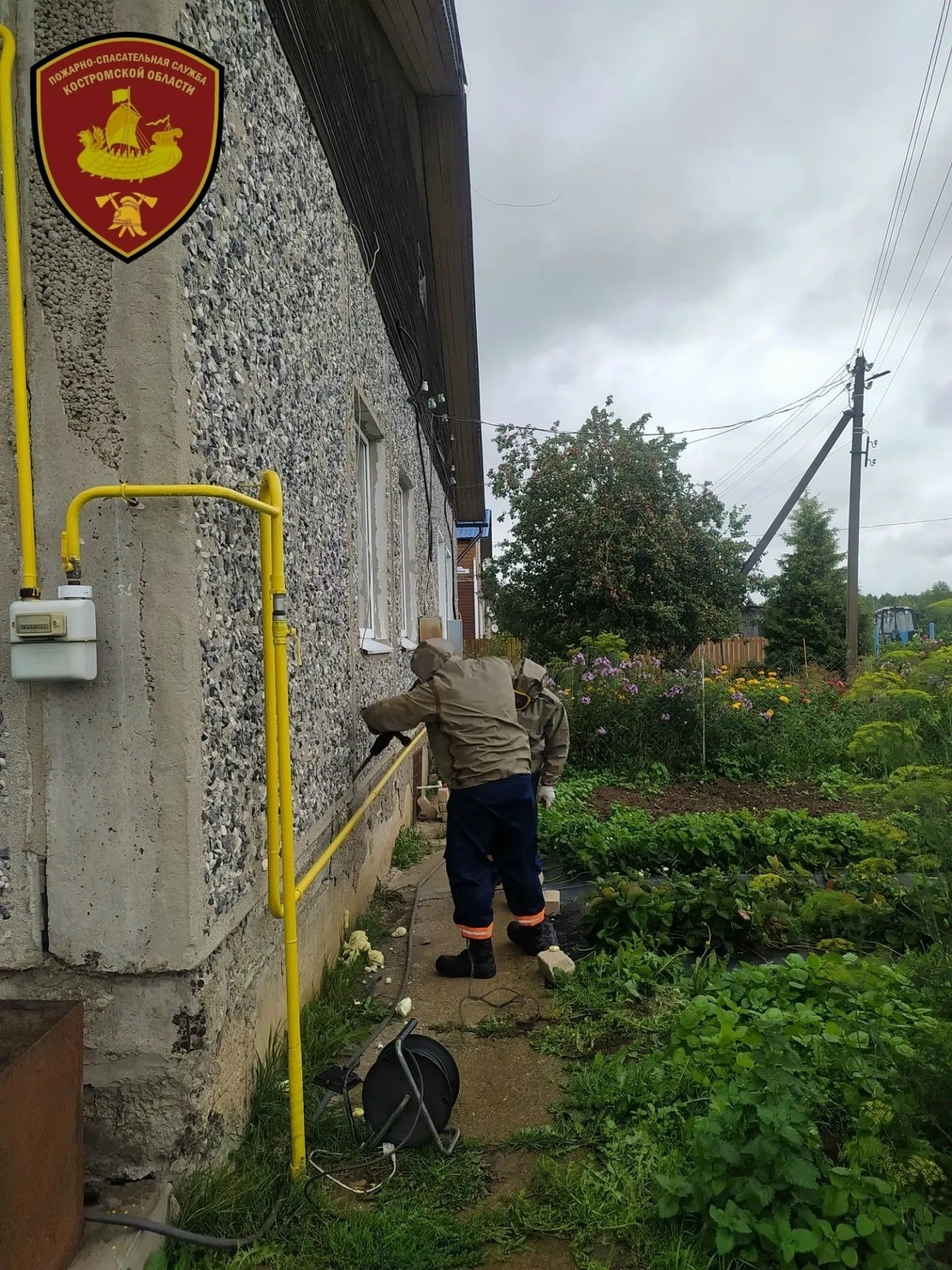Спасатели избавили костромичей за сутки от трех гнезд ос и шершней
