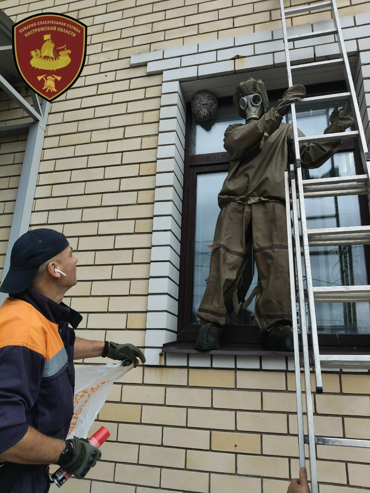 Спасатели избавили костромичей за сутки от трех гнезд ос и шершней
