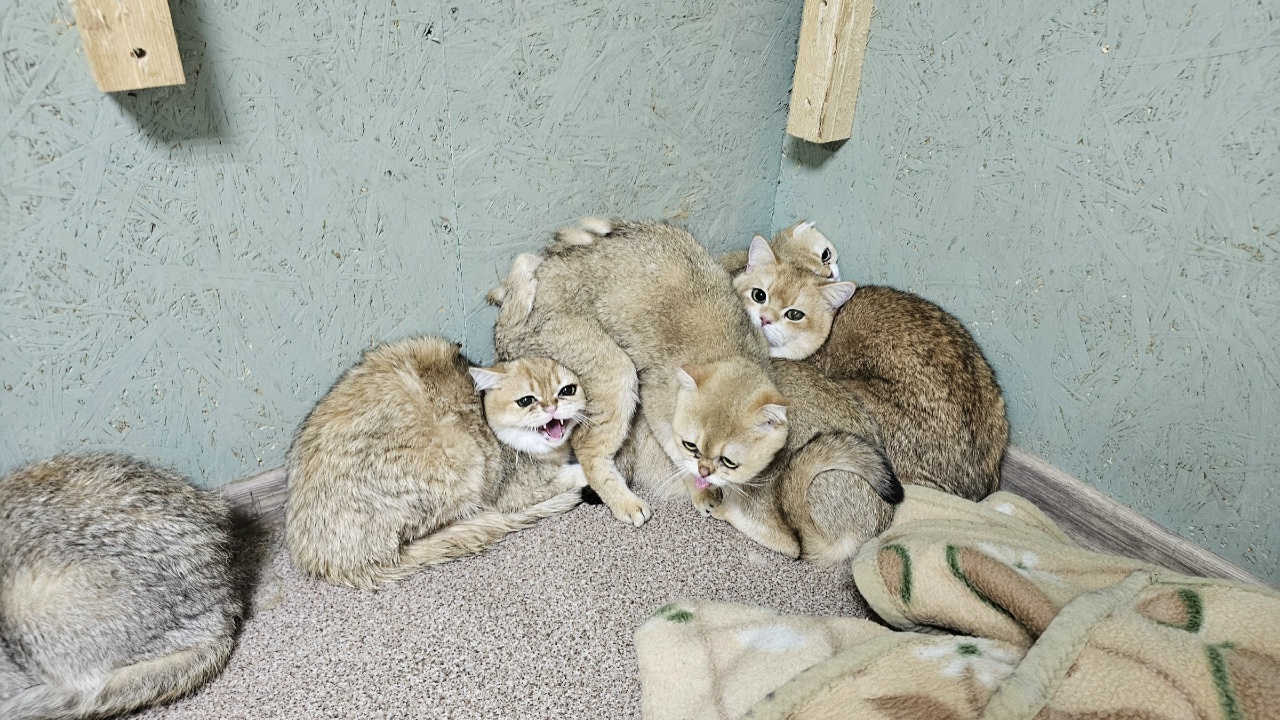 В Костроме ликвидировали кошачий «концлагерь» на 59 живых душ