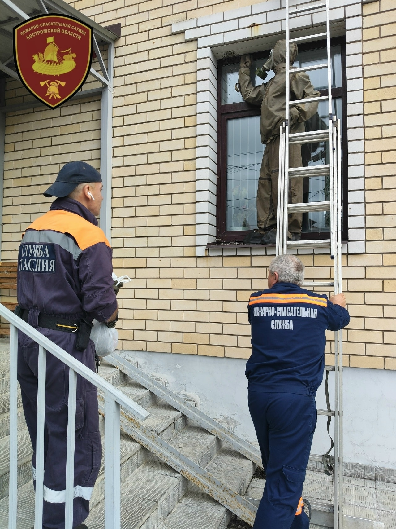 Спасатели избавили костромичей за сутки от трех гнезд ос и шершней