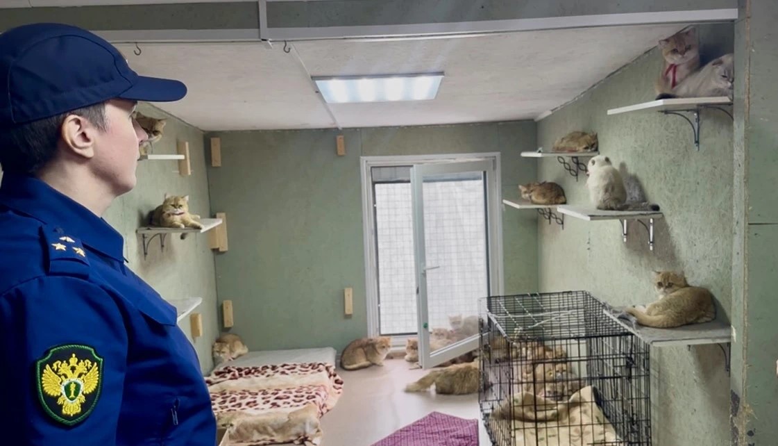 За жестокое обращение с 59 шотландскими кошками на костромичку возбудили уголовное дело