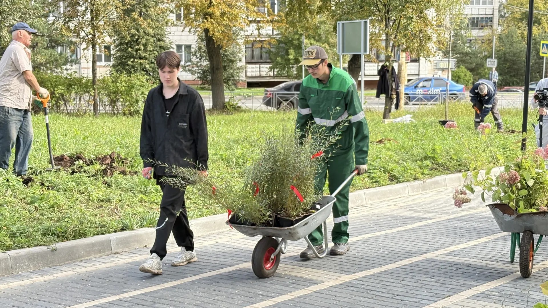 В Костроме новый Юбилейный сквер засаживают гортензиями и пурпурными ивами