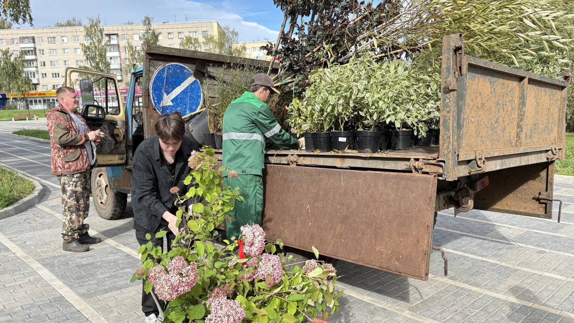 В Костроме новый Юбилейный сквер засаживают гортензиями и пурпурными ивами